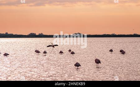 Flamants roses à l'Etang de Vic à Villeneuve-lès-Maguelone, dans le sud de la France Banque D'Images