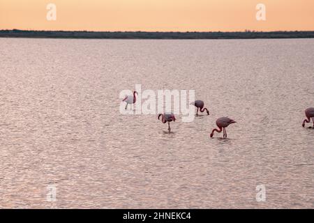 Flamants roses à l'Etang de Vic à Villeneuve-lès-Maguelone, dans le sud de la France Banque D'Images