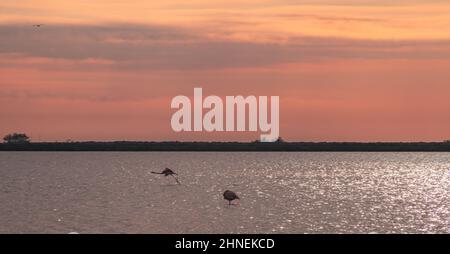 Flamants roses à l'Etang de Vic à Villeneuve-lès-Maguelone, dans le sud de la France Banque D'Images