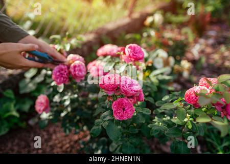 Femme mort sèche leonardo da vinci rose dans le jardin d'été. Jardinier coupant des fleurs sauvages à l'aide d'un sécateur. Banque D'Images