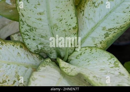 Dieffenbachia muet plantes de canne à gros plan Banque D'Images