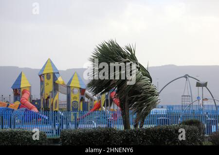 Ayr, Ayrshire, Écosse, Royaume-Uni : 16 février 2022 Météo au Royaume-Uni. Storm Dudley, les palmiers soufflent dans la tempête avec une aire de jeux fermée pour enfants derrière : Credit Alister Firth / Alamy Live news Banque D'Images