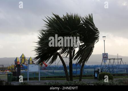 Ayr, Ayrshire, Écosse, Royaume-Uni : 16 février 2022 Météo au Royaume-Uni. Storm Dudley, les palmiers soufflent dans la tempête avec une aire de jeux fermée pour enfants derrière : Credit Alister Firth / Alamy Live news Banque D'Images