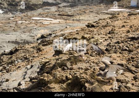 Libération des puffins de Cory Calonectris borealis. Grande Canarie. Îles Canaries. Espagne. Banque D'Images