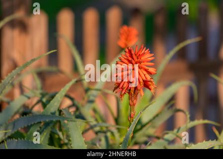 Candelabra aloe, plante avec fleurs, isolée sur un fond Banque D'Images