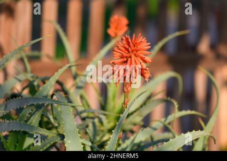 Candelabra aloe, plante avec fleurs, isolée sur un fond Banque D'Images