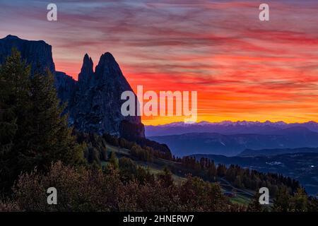 Campagne agricole vallonnée avec pâturages et arbres à Seiser Alm, le groupe Schlern avec Monte Petz (à gauche) et Santnerspitze (à droite), au coucher du soleil. Banque D'Images