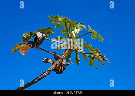 Arbre de Snakewood (Cecropia peltata), Rio Banque D'Images