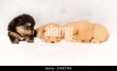 Les chiots dormant mignons de spiz pomeranian Banque D'Images