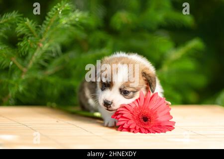 Drôle petit chiot de pembroke gallois chien de race corgi couché à l'extérieur dans le jardin vert près de fleur rose Banque D'Images