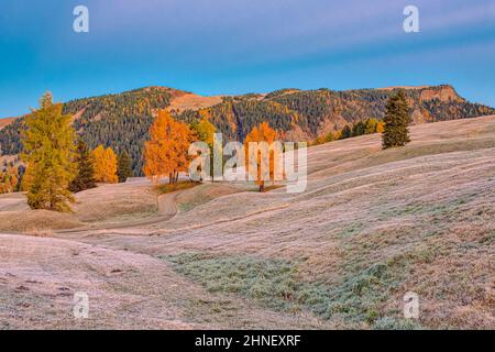 Rime sur les pâturages de l'Alm de Seiser avec des arbres colorés et une route sinueuse, en automne au lever du soleil. Banque D'Images