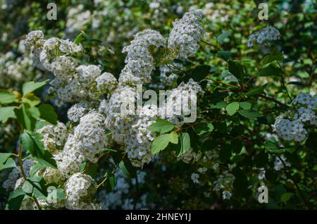 Texture nature des fleurs blanches au printemps Banque D'Images