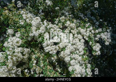 Texture nature des fleurs blanches au printemps Banque D'Images