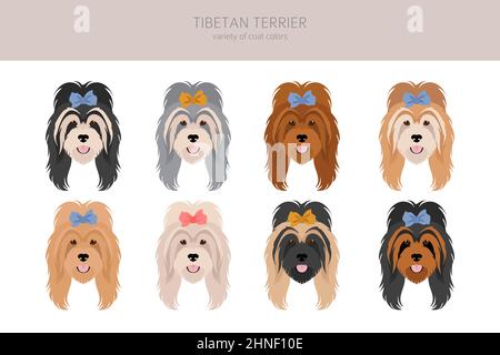 Clique de terrier tibétain. Différentes poses, ensemble de couleurs de pelage. Illustration vectorielle Illustration de Vecteur