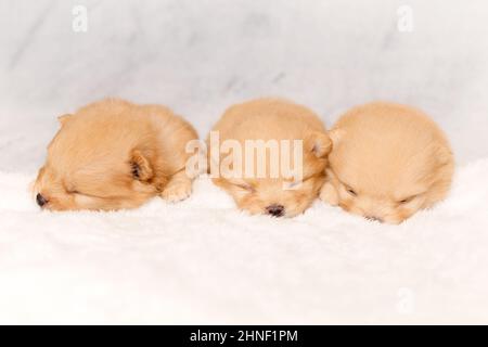 Trois chiots endormis doux de chien de race de spiz pomeranian. Vue avant Banque D'Images