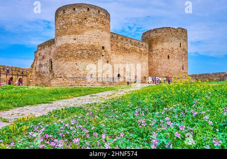 Fleurs sauvages à la Citadelle de la forteresse d'Akkerman, Bilhorod-Dnistrovskyi, Ukraine Banque D'Images