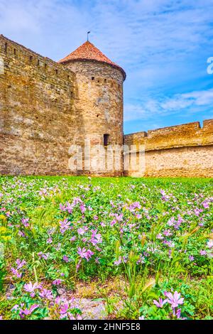 Les fleurs sauvages violettes dans la cour de la forteresse d'Akkerman avec une vue sur la Citadelle médiévale en pierre avec le mur préservé et les tours, Bilhorod-DNI Banque D'Images