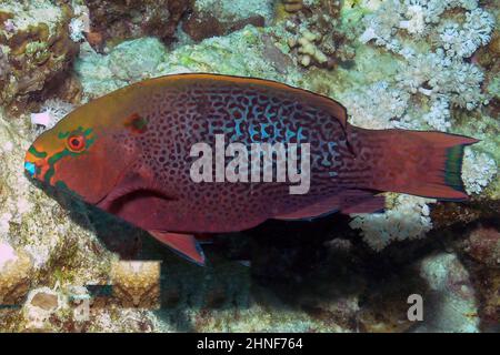 Un parrotfish marécageux (Scarus niger) dans la mer Rouge, Egypte Banque D'Images