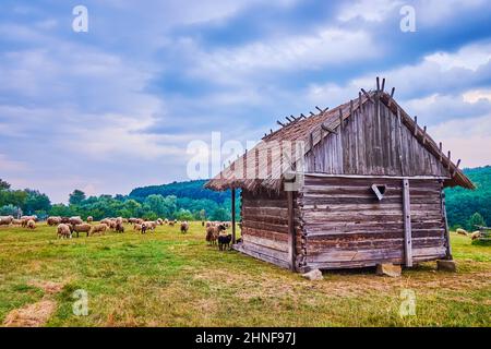 L'ancienne maison historique en bois et le troupeau de moutons paître en arrière-plan, Cossack Village Scansen à Stetsivka, Ukraine Banque D'Images