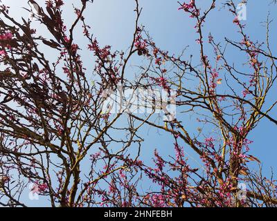 Branches de l'arbre de Judas avec des fleurs roses contre le ciel bleu Banque D'Images