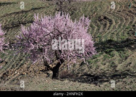 Amande à fleur unique en champ labouré, Velez-Rubio, Almeria, Andalousie, Espagne, Espana Banque D'Images