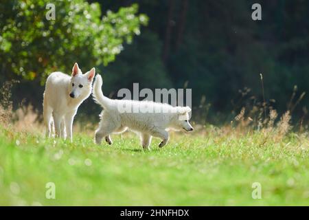 Mère de Berger blanc Suisse avec son chiot, Bavière, Allemagne Banque D'Images