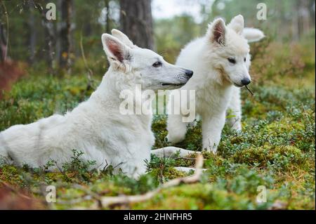 Mère de Berger blanc Suisse avec son chiot, Bavière, Allemagne Banque D'Images