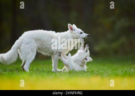 Mère de Berger blanc Suisse avec son chiot, Bavière, Allemagne Banque D'Images