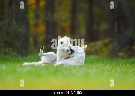 Mère de Berger blanc Suisse avec son chiot, Bavière, Allemagne Banque D'Images