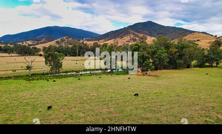 Vaches paître dans les champs avec des montagnes en arrière-plan près d'Eildon Victoria Australie Banque D'Images