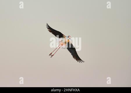 Stilt à ailes noires (Himantopus himantopus), volant dans le ciel au lever du soleil, ebro deltre, Catalogne, Espagne Banque D'Images