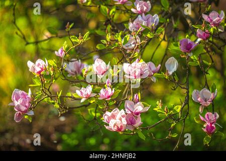 Fleur de magnolia en fleurs sur fond flou. Banque D'Images