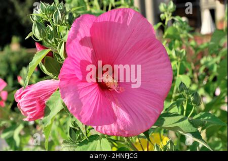 Hibiscus, Florence, Toscane, Italie Banque D'Images