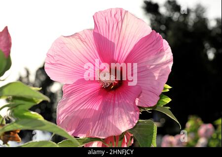 Hibiscus, Florence, Toscane, Italie Banque D'Images