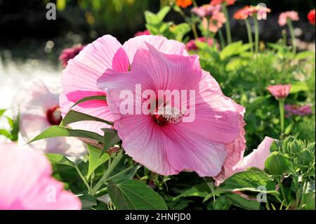 Hibiscus, Florence, Toscane, Italie Banque D'Images