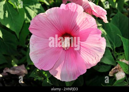Hibiscus, Florence, Toscane, Italie Banque D'Images
