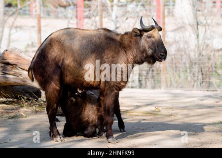 Veau de Mishmi Takin (Budorcas taxicolor taxicolor) lait de sa mère Banque D'Images