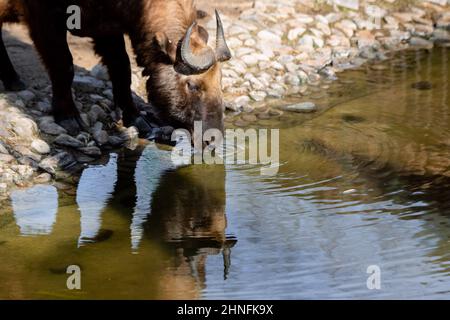 Portrait du mâle Mishmi Takin (Budorcas taxicolor taxicolor) qui boit et de sa réflexion dans l'eau Banque D'Images