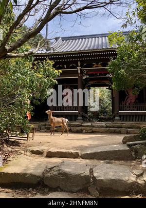 Cerf debout devant une porte d'entrée d'un temple, Temple Miyama, Miyajima, Hiroshima, Japon Banque D'Images