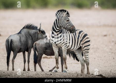 Le zébré de Burchell (Equus burchelli) et le flétrissure bleu (Connochaetes taurinus) dans un trou d'eau, parc national d'Etosha, Namibie Banque D'Images