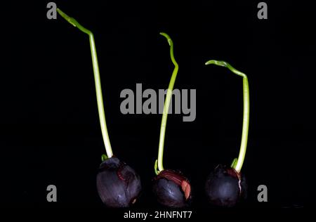 Graines de lotus indien germinant (Nelumbo nucifera), Studio Photography with Black Background Banque D'Images