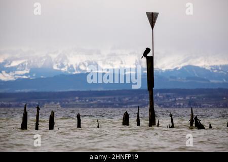 Vieux gronnes en bois à basse eau et tempête sur le lac de Constance, Maurach, Bade-Wurtemberg, Allemagne Banque D'Images