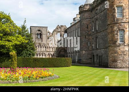 Renaissance, tours secondaires, résidence de la reine britannique en Écosse, Holyrood Palace, palais de Holyroodhouse, ruines de l'église de l'abbaye de Holyrood à la Banque D'Images