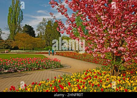 Fleurs d'arbre, fleurs de tulipe, fleurs de printemps, printemps, Luisenpark, Mannheim, Bade-Wurtemberg, Allemagne Banque D'Images