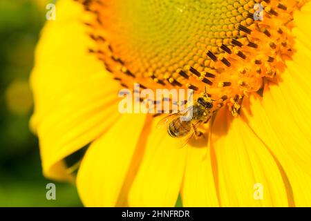 Abeille (APIS) sur un tournesol (Helianthus annuus), Allemagne Banque D'Images
