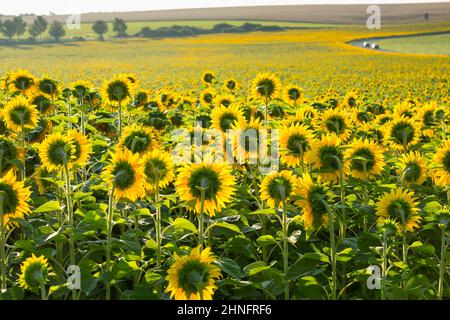 Tournesol (Helianthus annuus), champ de tournesol le matin, Saxe, Allemagne Banque D'Images