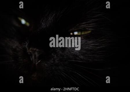 Portrait de chat noir avec yeux verts et poils dans l'obscurité Banque D'Images