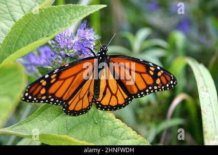 Gros plan d'un magnifique papillon monarque orange, noir et blanc buvant le nectar d'une fleur pourpre Banque D'Images