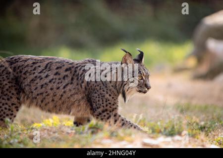 Lynx ibérique marchant dans son habitat pendant l'après-midi (Lynx pardinus) Banque D'Images