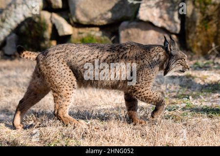 Lynx ibérique marchant dans son habitat pendant l'après-midi (Lynx pardinus) Banque D'Images